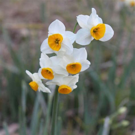 水仙 意味|水仙（スイセン）の花言葉｜種類、花の特徴、色別の 